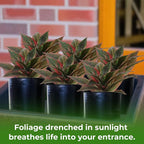 6 Pack Artificial Agave Plants Outdoor & Indoor, 11 Inches Faux Agave Plants,Not Prone to Fading Artificial Outdoor Plants for Garden, Patio, Porch, Desk Decor Excluding the Flowerpot