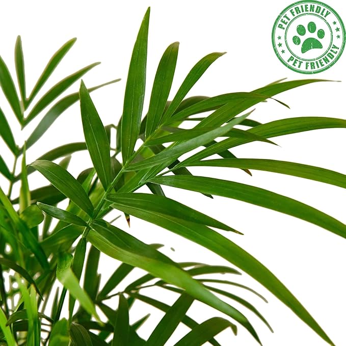 Parlor Palm Live Plant for Indoor | Different Houseplants in 4'' & 6'' Pot | Real House Plant for Living Room, Office, Desk & Bathroom | Neanthe Bella Palm | Chamaedorea elegans