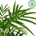 Parlor Palm Live Plant for Indoor | Different Houseplants in 4'' & 6'' Pot | Real House Plant for Living Room, Office, Desk & Bathroom | Neanthe Bella Palm | Chamaedorea elegans