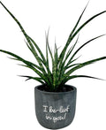 Sansevieria Fernwood Mikado Live Indoor Plant in 5 in. Chalkboard Pot (I be-Leaf in You!)