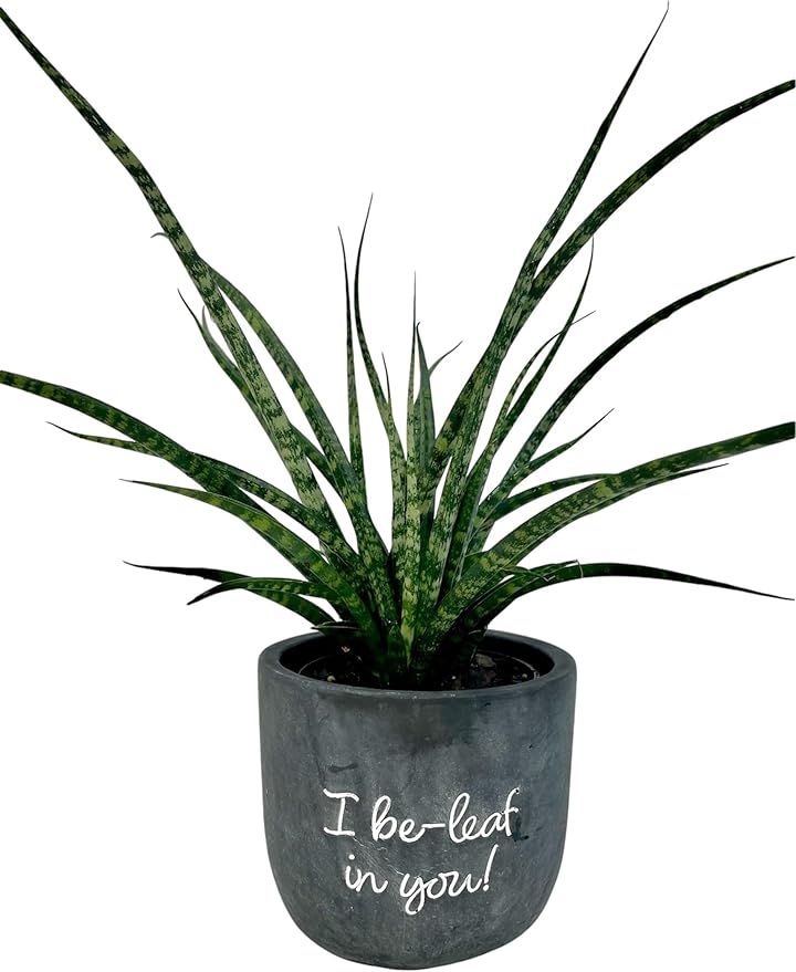 Sansevieria Fernwood Mikado Live Indoor Plant in 5 in. Chalkboard Pot (I be-Leaf in You!)