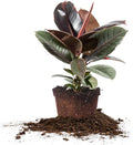 Perfect Plants Variegated Rubber Plant | Ficus Elastica 'Ruby' | Live Indoor Houseplant | Unique Home Décor, 6in. Grower's Pot