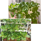 Hydroponics Growing System Kit 72 Plant Sites 4 Layers Food-Grade PVC-U Pipes Hydroponic Grow Kit Gardening System with Water Pump, Timer,Net Pots and Sponge for Vegetables,Fruits,Herb