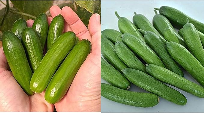 Park Seed Variety of Cucumber Seeds – Mini-Me F1 Organic & Green Light F1 | Easy to Grow, Non-GMO, Crisp & Flavorful Cucumbers for Snacking and Harvesting | Garden Bundle