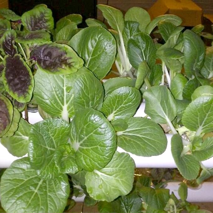 Hydroponics Growing System Kit,54 Plant Sites 2 Layers Food-Grade PVC-U Pipes Hydroponic Grow Kit Gardening System with Water Pump, Timer,Net Pots and Sponge for Vegetables,Fruits,Herb