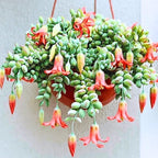 2" Pot Cotyledon Pendens Succulent Plant Live, Trailing Succulent House Plant for Home Office Decoration, Rare Indoor Live Plant