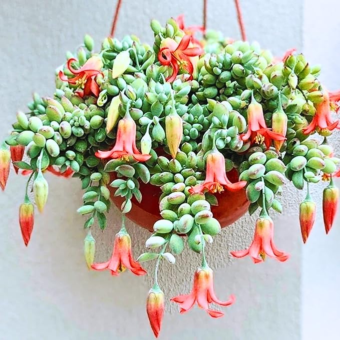 Cotyledon Pendens Live Plant, Rare Trailing Succulent in 2" Pot, Hanging Succulent for Indoor Outdoor Planters