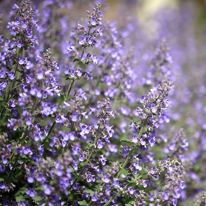 Clovers Garden Catmint (Nepeta) Plants – Two (2) Live Plants – Non-GMO - Not Seeds - Each 4" to 8" Tall – in 4" Inch Pots – Natural Mosquito Plant - Hardy Flowering Perennial Herb, Pollinator Favorite