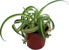Bonnie Curly Spider Plant - Clean Air Plant - 2.5" Pot