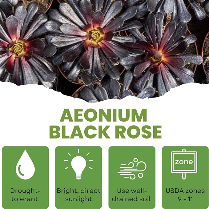 Easy Care Aeonium Plant Live 4” Pot, Rare Succulents Plants Live, Well Rooted, Easy Care House Plants (Black)