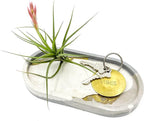 Air Plants - Flowering Tillandsia Aeranthos, Large 3-5" - 1ct - Live Arrival Guaranteed - House Plants for Home Decor & Gift