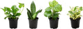 Essential Houseplant Collection (4PK) in 4.25" Grower Pots, Easy Air Purifying Plant Pack with Pothos, Syngonium, Philodendron, & More Popular Live Houseplants for Beginners by Plants for Pets