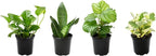 Essential Houseplant Collection (4PK) in 4.25" Grower Pots, Easy Air Purifying Plant Pack with Pothos, Syngonium, Philodendron, & More Popular Live Houseplants for Beginners by Plants for Pets