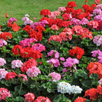 Set 2 Geranium Plants Live, 4-9 Inches Tall, Hardy Flowering Geraniums for Garden or Pots, Fragrant Perennial Blooms (Mixed Geranium)