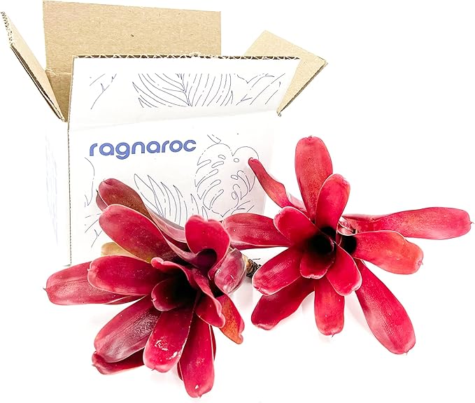 ragnaroc Live Plants - Bromeliad Neoregelia 'Fireball', Large 5-7" - 2ct - Live Arrival Guaranteed - House Plants for Home Decor & Gift