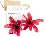 ragnaroc Live Plants - Bromeliad Neoregelia 'Fireball', Large 5-7" - 2ct - Live Arrival Guaranteed - House Plants for Home Decor & Gift
