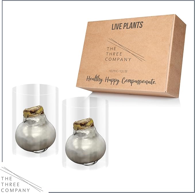 Waxed Amaryllis Bulb 2-Pack – Silver Wax with Red Blooms – Live Holiday Gift Plant, Easy Care, No Watering Needed