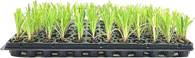 Dwarf Papyrus Plant | 10 Live Plants | Cyperus Shade & Wet Tolerant Aquatic Foliage