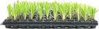 Dwarf Papyrus Plant | 3 Live Plants | Cyperus Shade & Wet Tolerant Aquatic Foliage