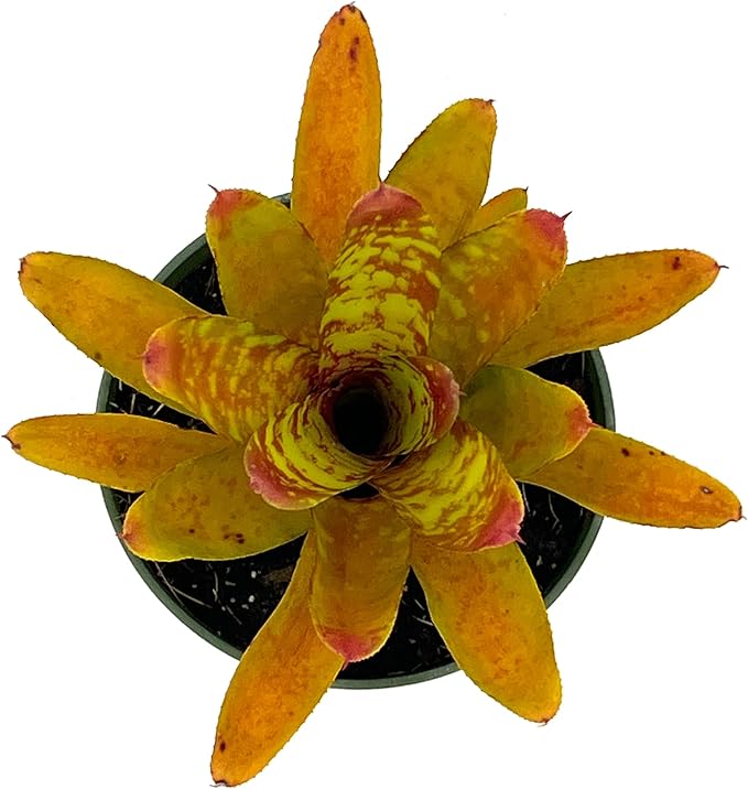 ragnaroc Live Plants – Bromeliad Neoregelia Clementine, 4-8" in 4" Pot - 1ct - Live Arrival Guaranteed - House Plants for Home Decor & Gift
