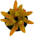 ragnaroc Live Plants – Bromeliad Neoregelia Clementine, 4-8" in 4" Pot - 1ct - Live Arrival Guaranteed - House Plants for Home Decor & Gift