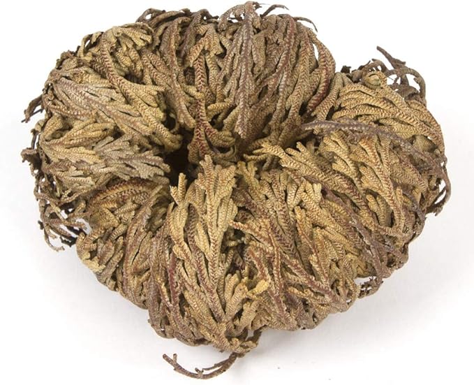 Incense Garden Rose of Jericho Flower The Resurrection Plant (1 Rose)