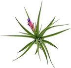 Air Plants - Flowering Tillandsia Aeranthos, Large 3-5" - 1ct - Live Arrival Guaranteed - House Plants for Home Decor & Gift