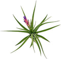 Air Plants - Flowering Tillandsia Aeranthos, Large 3-5" - 1ct - Live Arrival Guaranteed - House Plants for Home Decor & Gift