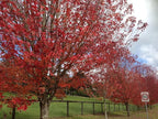Large Two Pack of American Red Maple Shade Trees - 2 Live Plants Shipped 5 to 6 Feet Tall by DAS Farms