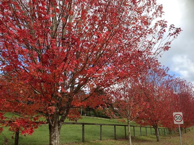 Large Two Pack of American Red Maple Shade Trees - 2 Live Plants Shipped 5 to 6 Feet Tall by DAS Farms