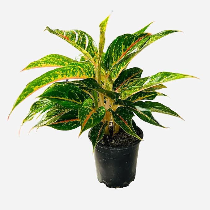 4-Inch Aglaonema Night Sparkle, Chinese Evergreen Live Plant, Green Yellow Variegated Foliage, Indoor Air Purifying Houseplant