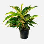 4-Inch Aglaonema Night Sparkle, Chinese Evergreen Live Plant, Green Yellow Variegated Foliage, Indoor Air Purifying Houseplant