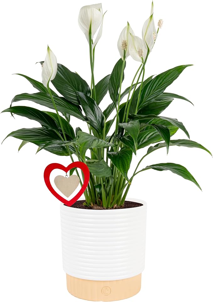 Costa Farms Peace Lily Live Plant in Decorative Pot, Air Purifying Flowering Indoor Houseplant, Perfect for Home, Room, or Office Decor, Great House Warming or Birthday Gift, 14-24 Inches Tall