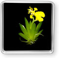 Bloomify Live Dancing Orchid Picture, Maintenance Free Orchid, Psygmorchis Pusilla, Live Green Wall Décor, Blooming, No Green Thumb Necessary, Great for Work, Home, Wall Décor, Unique Gift.
