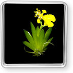 Bloomify Live Dancing Orchid Picture, Maintenance Free Orchid, Psygmorchis Pusilla, Live Green Wall Décor, Blooming, No Green Thumb Necessary, Great for Work, Home, Wall Décor, Unique Gift.