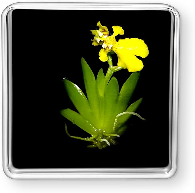 Bloomify Live Dancing Orchid Picture, Maintenance Free Orchid, Psygmorchis Pusilla, Live Green Wall Décor, Blooming, No Green Thumb Necessary, Great for Work, Home, Wall Décor, Unique Gift.