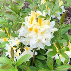 Azalea Rhododendron Plant Live, 7 Months Old, Azalea Rhododendron Tree Flowers Plants Live Bush in Pot (White Yellow)