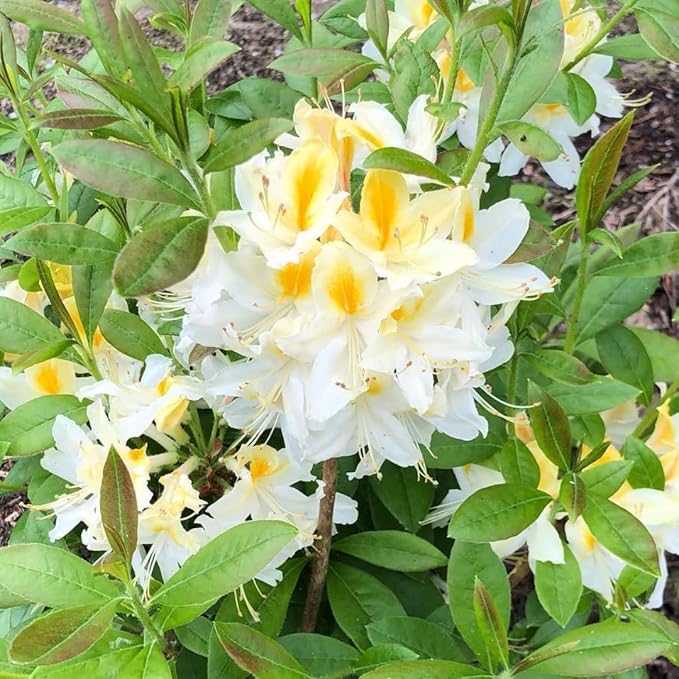 Azalea Rhododendron Plant Live, 7 Months Old, Azalea Rhododendron Tree Flowers Plants Live Bush in Pot (White Yellow)