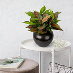 4Pcs 17.7inch Artificial Halcyon Hosta Perennial Plants Faux Red Dieffenbachia Plant Greenery Aesthetic House Plants Outdoor Shrubs Indoor Office Yard UV Resistant Planter Filler（Red）