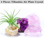4 Pieces Tillandsia Air Plant Crystals Holder Small Air Plant Pot for Air Plants Home Decor Display (Air Plant Not Included)