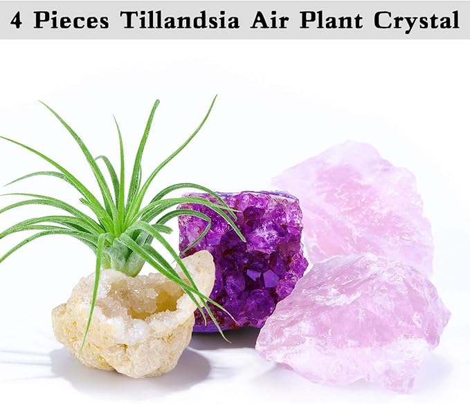 4 Pieces Tillandsia Air Plant Crystals Holder Small Air Plant Pot for Air Plants Home Decor Display (Air Plant Not Included)