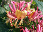 Gold Flame Honeysuckle Vine - Lonicera - Very Hardy - 2.5" Pot