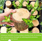Brazilian Wood Plant, Brazilian Lucky Wood Plant