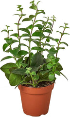 Lipstick Plant Live Plant for Indoor | Different Houseplants in 4'' & 6'' Pot | Real House Plant for Living Room, Office, Desk & Bathroom | Lipstick Plant | Aeschynanthus