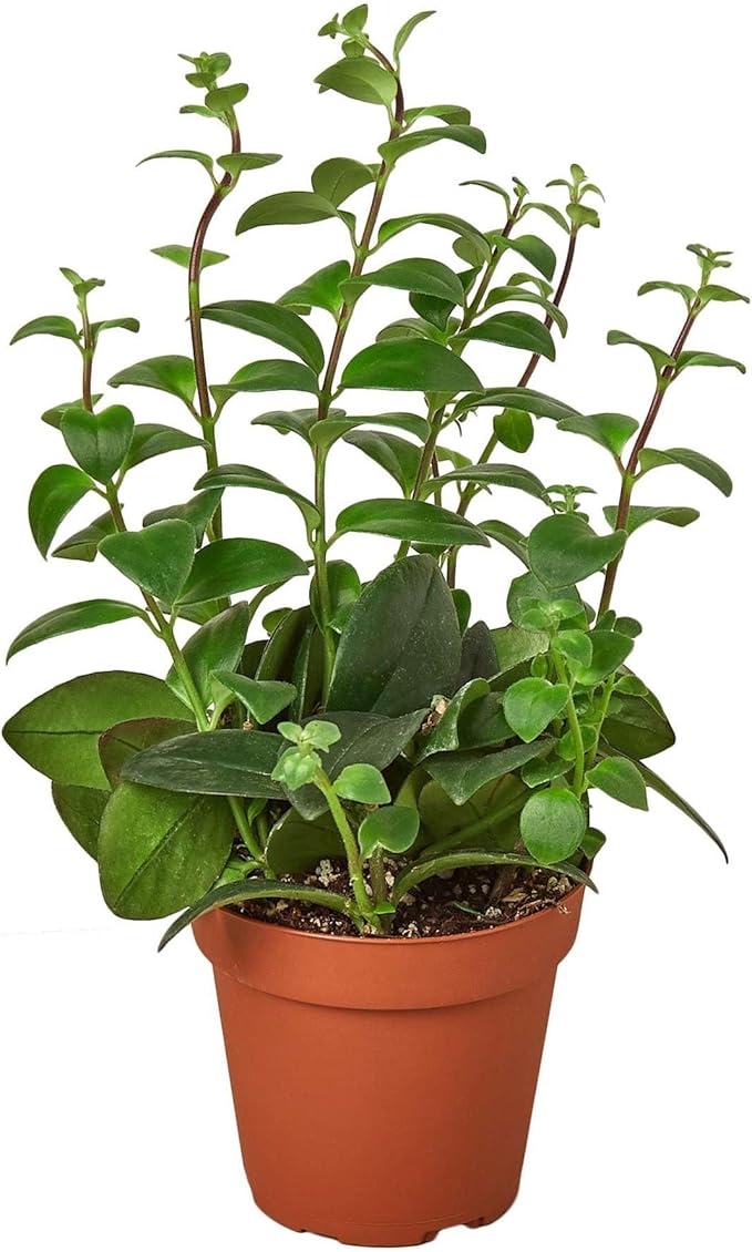 Lipstick Plant Live Plant for Indoor | Different Houseplants in 4'' & 6'' Pot | Real House Plant for Living Room, Office, Desk & Bathroom | Lipstick Plant | Aeschynanthus