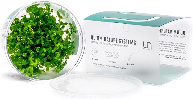 Ultum Nature Systems Pearl Weed Micranthemum Micranthemoides Tissue Culture Live Plant for Aquarium, Aquascape, Freshwater Fish Tanks - 100% Snail Free in Vitro