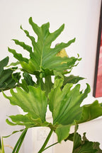 Philodendron Hope - Live Starter Plant - Thaumatophyllum Bipinnatifidum - Rare and Elegant Indoor Houseplant