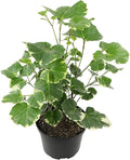 Dinner Plate Variegated Aralia Balfouriana in 6" Grower Pot, Rare Live Houseplant, Easy Care Plant for Home or Office by Plants for Pets