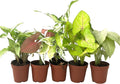 Syngonium Live Plant Assorted Starter Pack in 2" Pot - Easy to Grow Air Purifying Indoor House Plants Flowers for Home Office Wedding Decor & Birthday Gift (3) (Heat Pack Included)