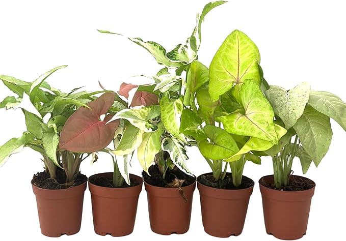 Syngonium Live Plant Assorted Starter Pack in 2" Pot - Easy to Grow Air Purifying Indoor House Plants Flowers for Home Office Wedding Decor & Birthday Gift (3) (Heat Pack Included)